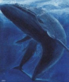 blue whales 9