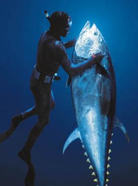 bluefin tuna5