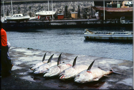 bluefins1 45