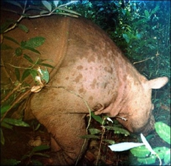 borneo rhino 246