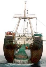bottom trawler 9
