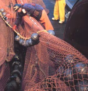 bottom trawling need to be banned 9