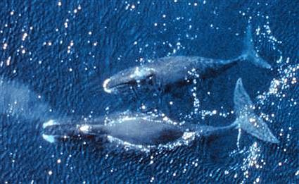 bowhead whales 1822