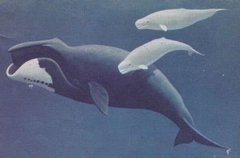 bowhead whales