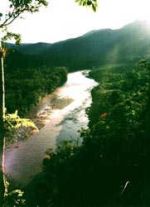 brazilian rainforest 9