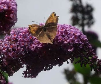 britains commonest butterfly appeared early 9