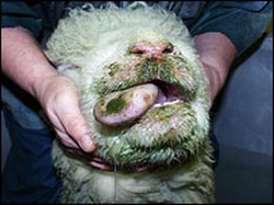 british livestock at risk from deadly bluetongue v