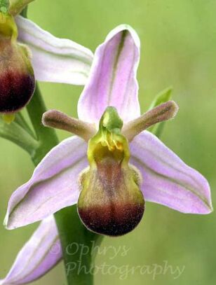british orchids