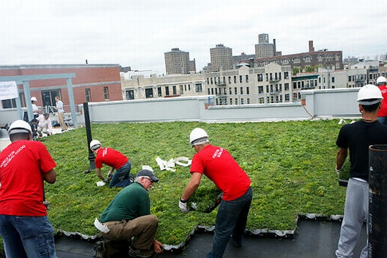 bronx green roof