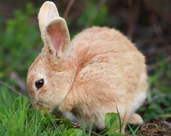 bunny for biofuel