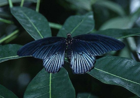 butterfly 12