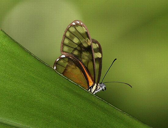 butterfly 19