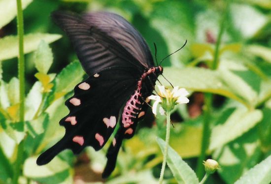 butterfly 20