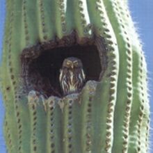 cactus ferruginous pygmy owl