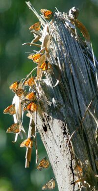 californian butterflies