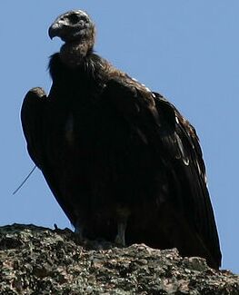 californian condor