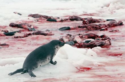 canada flooded with seal blood