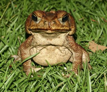 cane toad lure their young to death 9