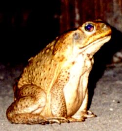 cane toad 9