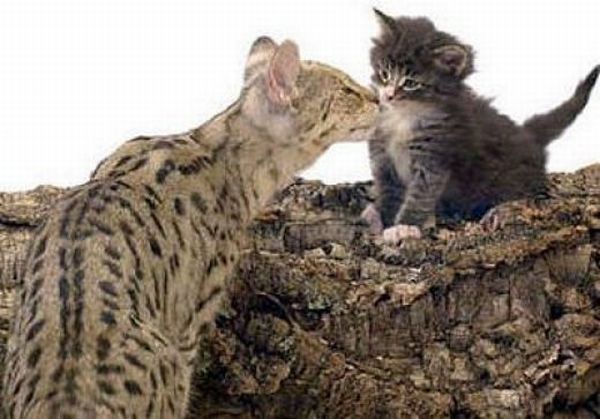 cat 1