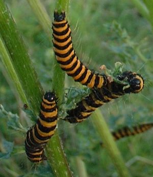 caterpillars 9