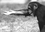chimp 3821