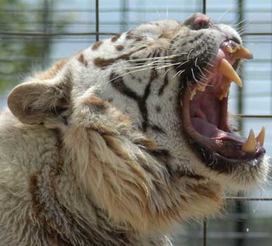 china to lift ban on tiger trade 246