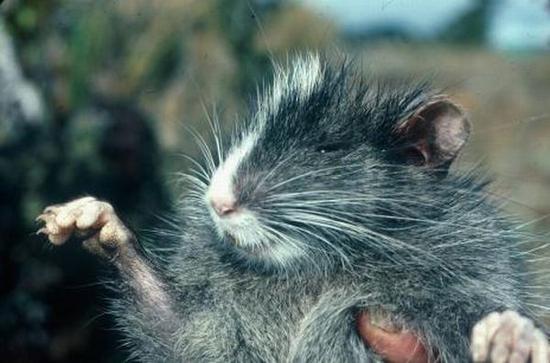 chinchilla tree rat behsk 41416