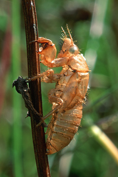 cicada 246