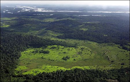 clearing of amozon forests