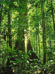 climate rain forest 65