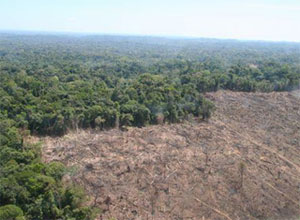 congo rainforests 246