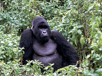 congos rare mountain gorilla under threat 9