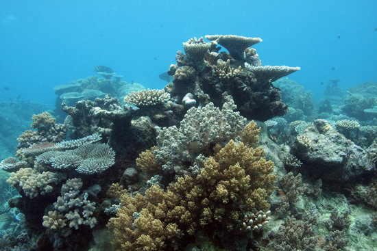 coral reefs ZxuST 15921