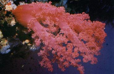 corals 5158