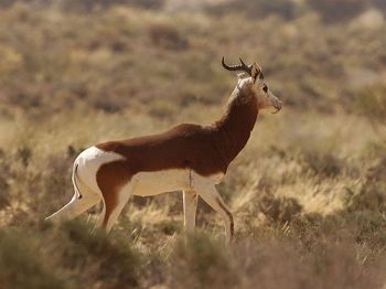dama gazelle may vanish in the next 10 years 9