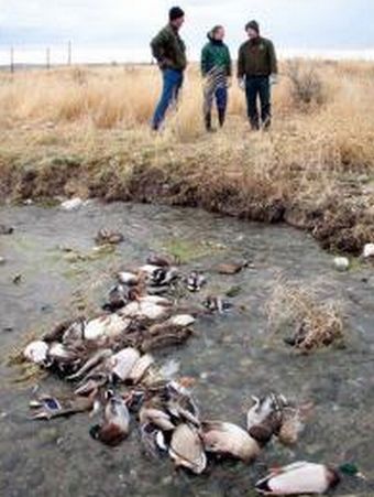 dead mallard ducks in idaho 9