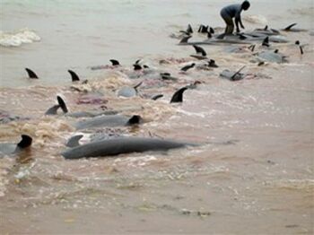 dead dolphins on zanzibar coast