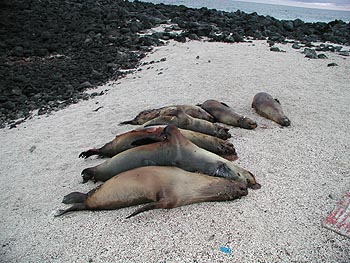 dead sea lions