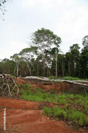 deforested rainforest