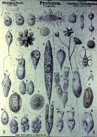 diversity of marine life