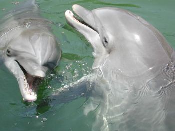 dolphin 9