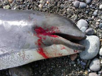 dolphins deaths caused by us navys sonar