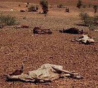 drought livestock wvi big