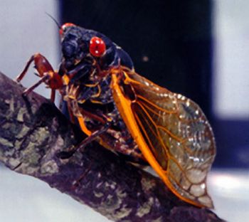 early cicada invasion 9