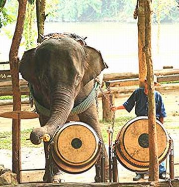 elephant playing drum
