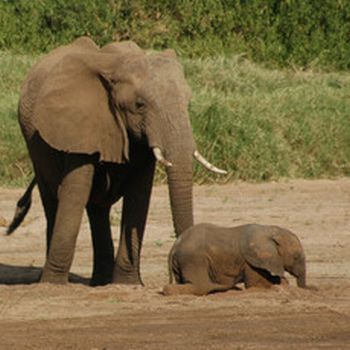elephants at samburu national reserve 9