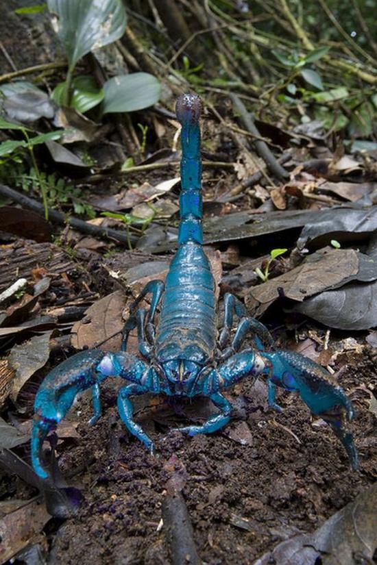 emperor scorpion vfeae 41416