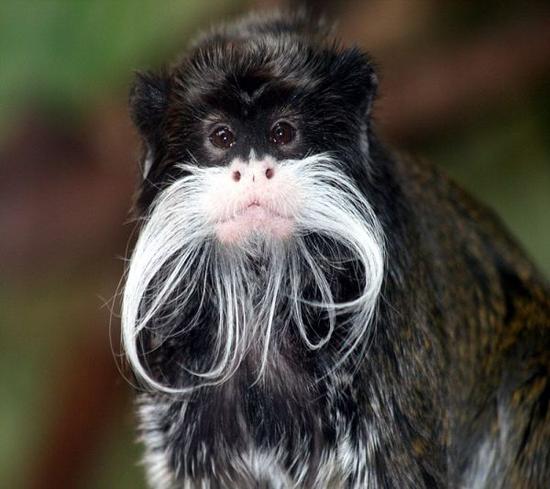 emperor tamarin nbwzr 41416