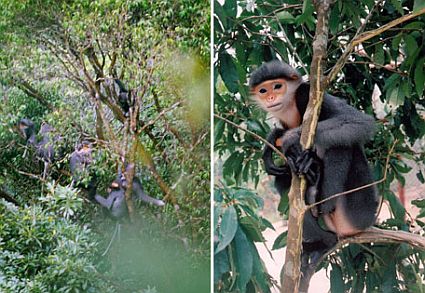 endangered monkeys found in vietnam 45